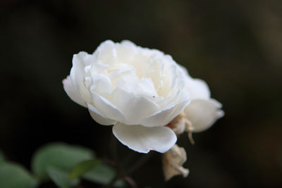 Close-up of white rose blooming outdoors