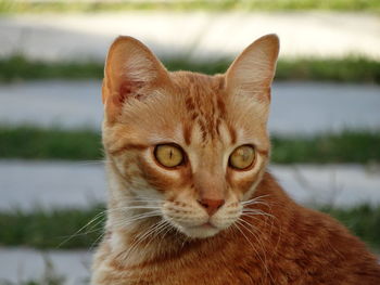 Close-up portrait of cat