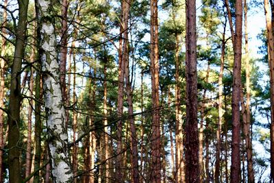 Low angle view of pine trees in forest