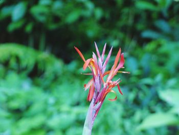 Close-up of pink flowers