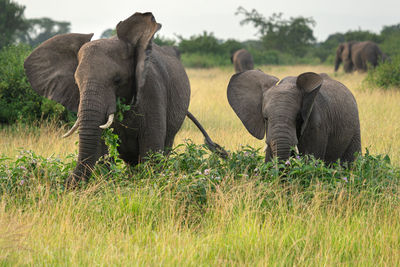 View of elephant on field