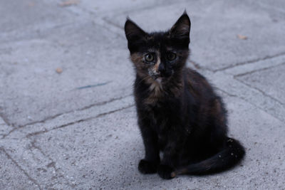Portrait of stray kitten sitting on footpath