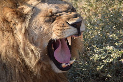 Close-up of cat yawning