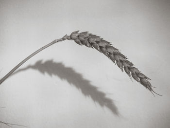 Low angle view of dead plant against sky