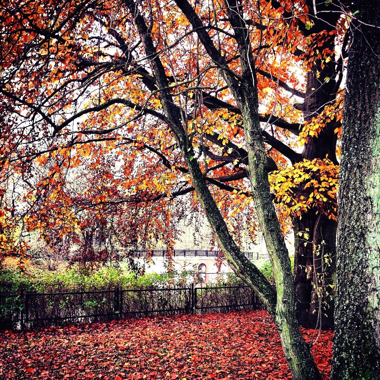 tree, autumn, change, growth, season, branch, orange color, nature, beauty in nature, leaf, tranquility, tree trunk, red, plant, scenics, tranquil scene, day, outdoors, flower, park - man made space