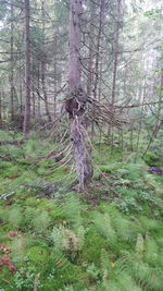 Trees growing in forest