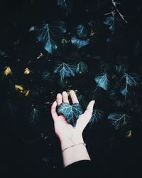 High angle view of woman hand with leaves