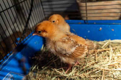 Close-up of a bird in cage