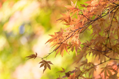 Close-up of maple leaves on branch