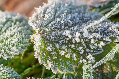 Close-up of frozen leaves