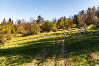 Scenic view of trees on field against clear sky