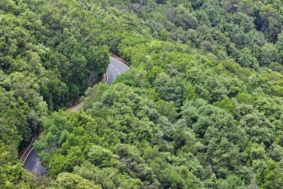 High angle view of plants and trees in forest