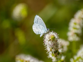 Close-up of butterfly pollinating on flower