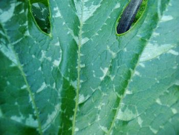 Close-up of raindrops on leaves