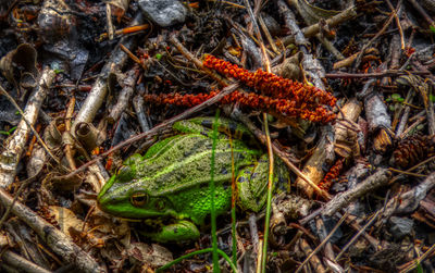 High angle view of lizard on land