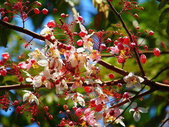 Close-up of cherry blossoms in spring