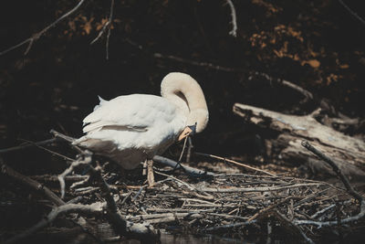 Close-up of bird perching on nest