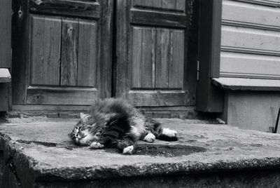 Cat relaxing on wooden door