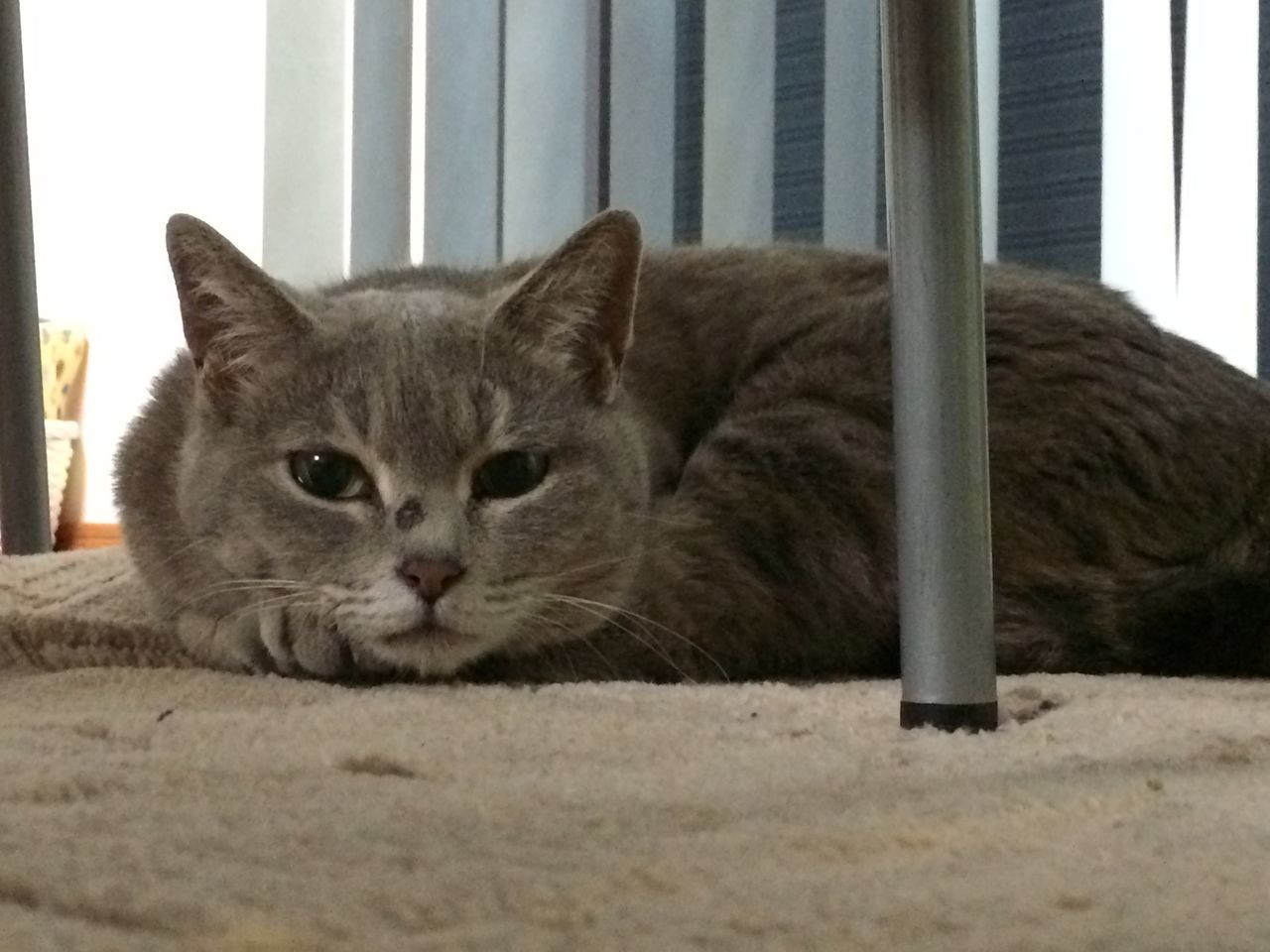 CLOSE-UP PORTRAIT OF CAT ON FIELD