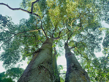 Low angle view of trees against sky