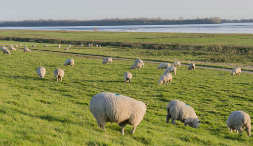 Sheep grazing on grassy field against sky