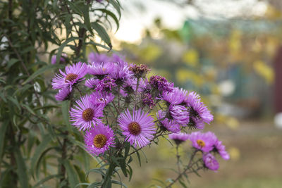 Close-up of purple flowering plant