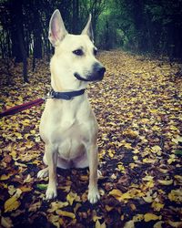 Close-up of dog sitting on autumn leaves