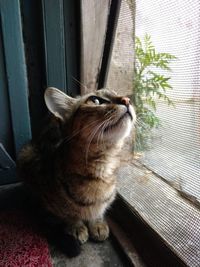 Close-up of cat sitting on window sill at home