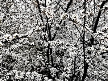 Full frame shot of flower tree