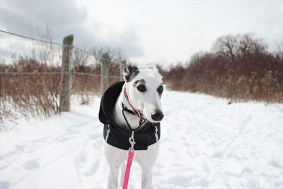 Dog on snow field against sky