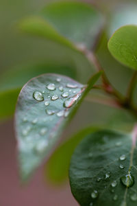 Close-up of raindrops on leaves