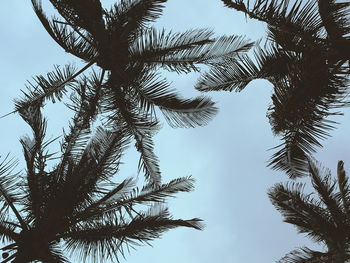 Low angle view of coconut palm tree against clear sky