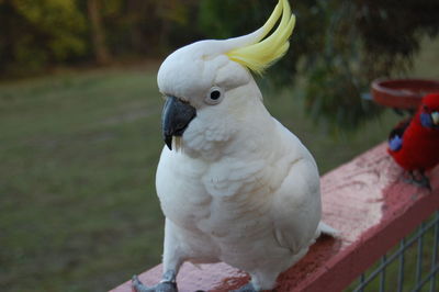 Close-up of cockatoo perching