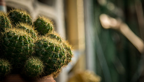 Close-up of cactus plant