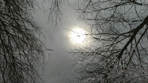 Low angle view of bare trees against sky