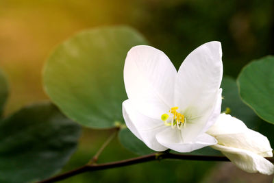 Close-up of white flowering plant