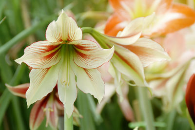 Close-up of flowering plant