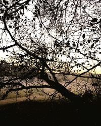 Low angle view of silhouette tree by lake against sky