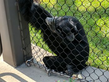 Cat in cage seen through chainlink fence