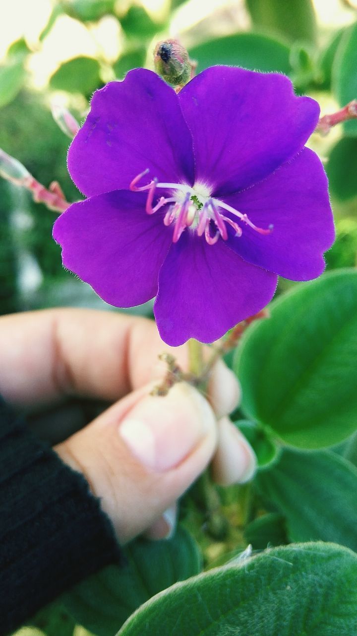 CLOSE-UP OF HAND ON PURPLE FLOWER