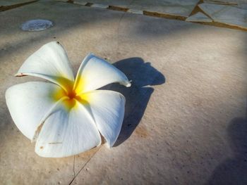 Close-up high angle view of frangipani