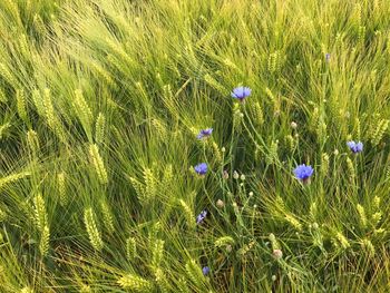 Flowers growing in field