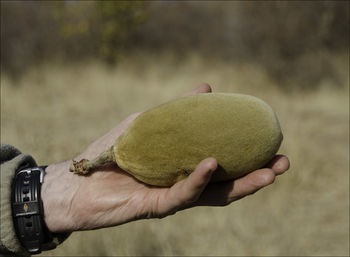 Close-up of man holding fruit