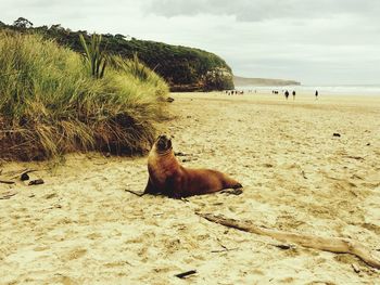 Sea lion on sand at beach against sky