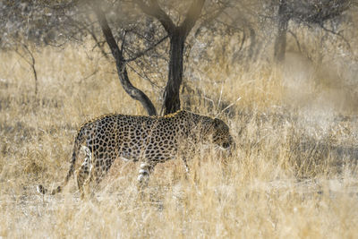 Close-up of leopard walking on land