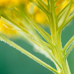 Close-up of fresh green plant