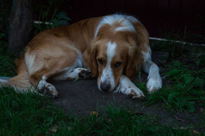 View of a dog resting on field