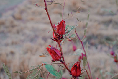 Close-up of red flowering plant