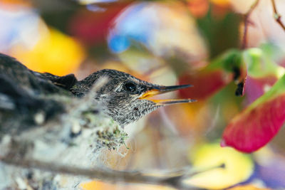 Close-up of a baby bird in nest