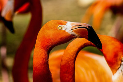 Close-up of flamingo